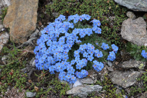 Eritrichium nanum