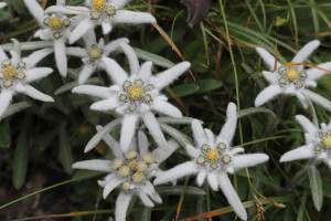 Leontopodium alpinum - Edelweiss