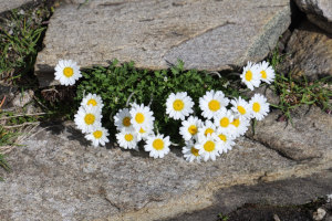 Leucanthemopsis alpina - Margherita alpina