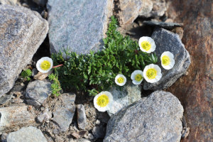 Ranunculus glacialis - Ranuncolo glaciale