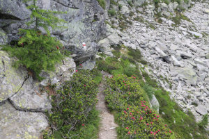 Sentiero verso il Rifugio Alpe Masnee (guardando indietro)