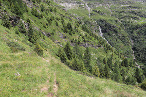 Sentiero che porta all'Alpe Cardedo